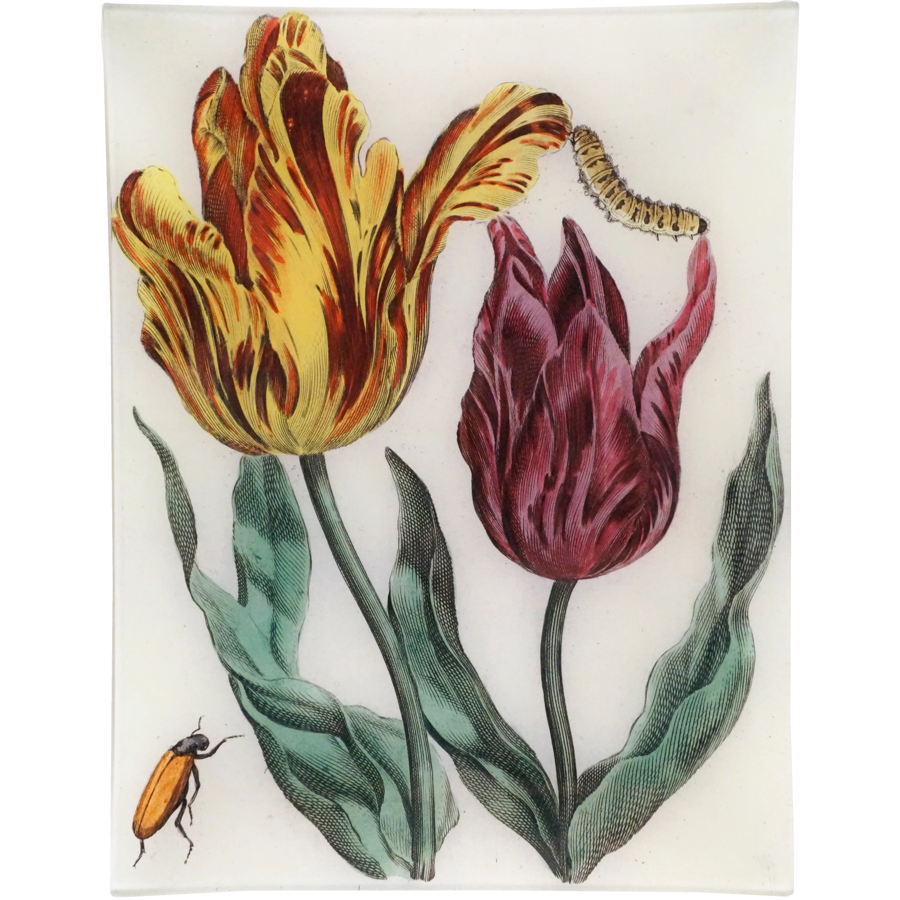 Tulips & Bugs