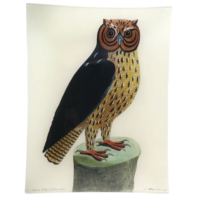 #44 - Horn Owl
