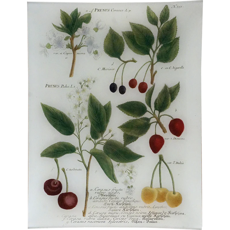Prunus