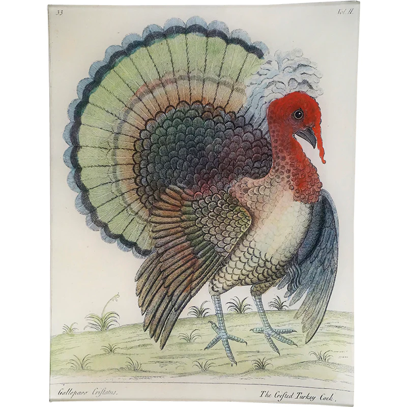 The Crested Turkey