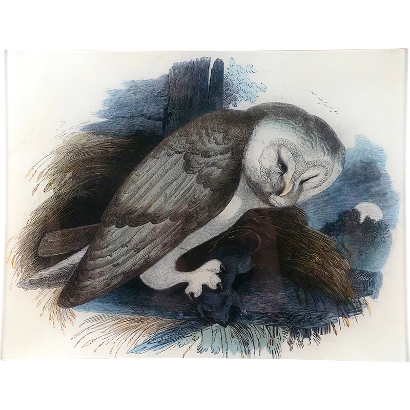 The Owl