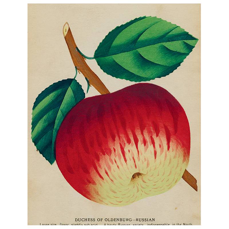 Duchess Apple (p 131)