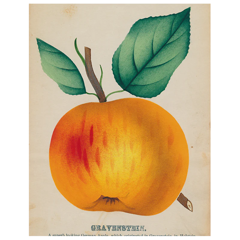 Gravenstein Apple (p 132)