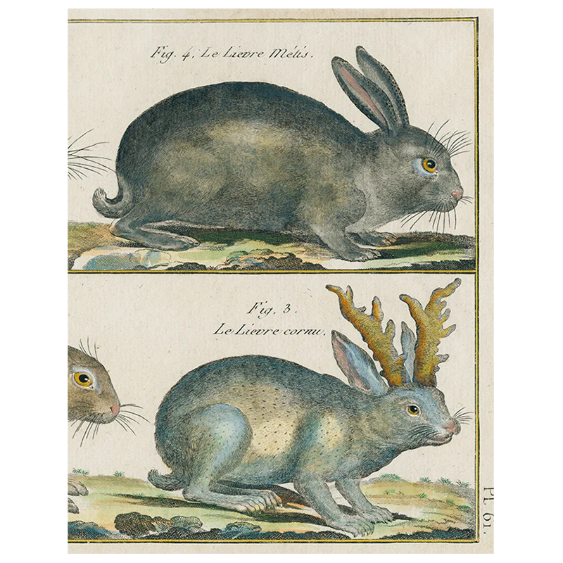 Rabbit (p 138)