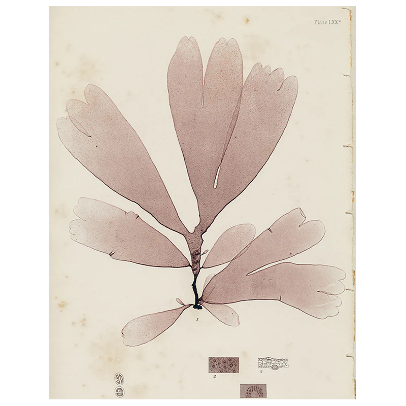 #2 Seaweed (LXXa) (p 144)