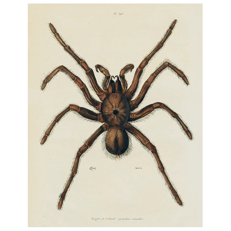 Spider (p 147)