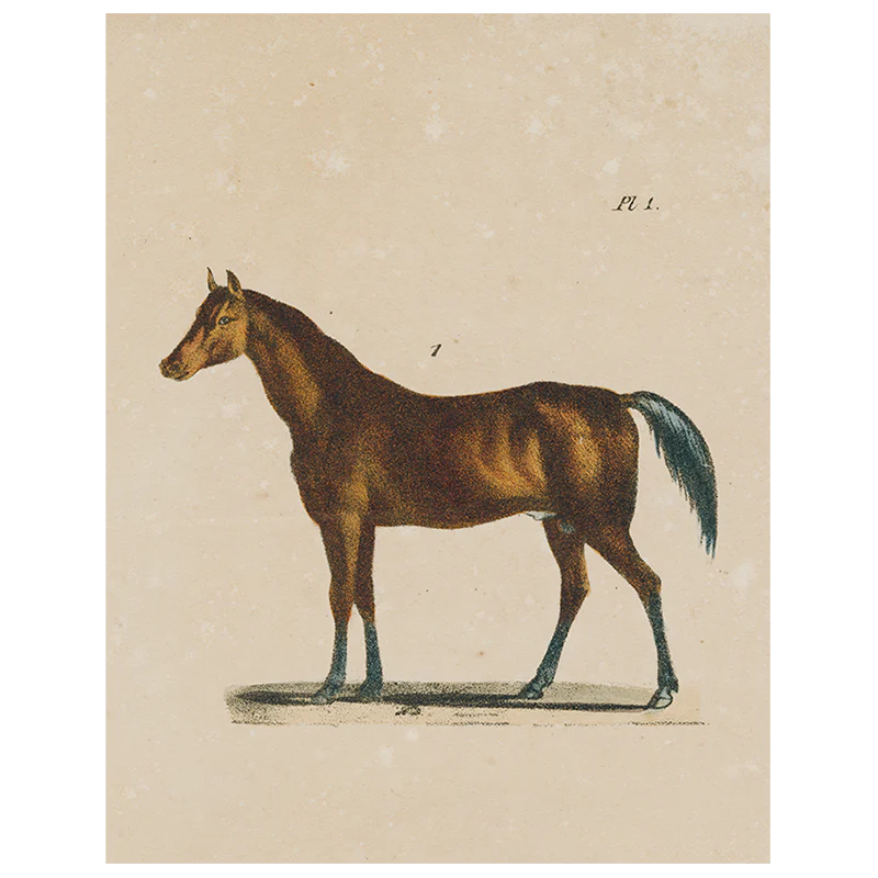Horse (p 148)