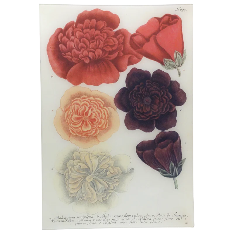 Malva Rose