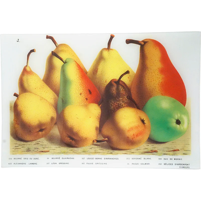 Pears J.