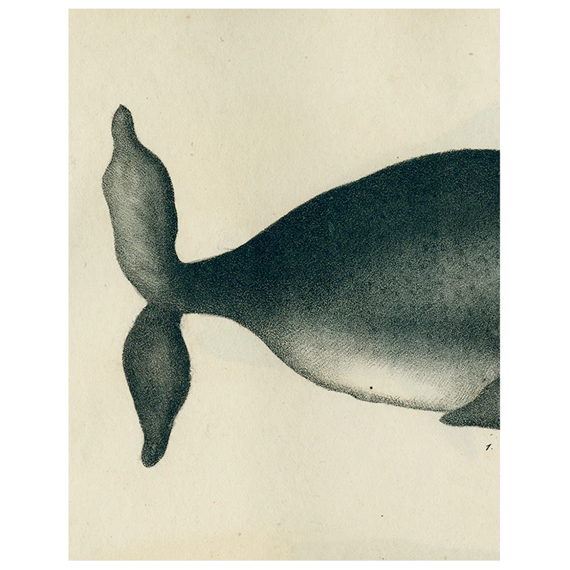 Whale (p 155)