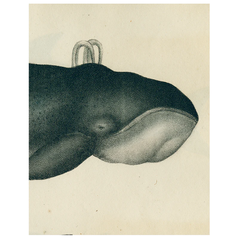 Whale (p 156)