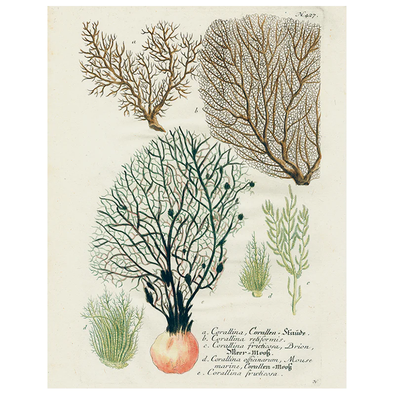 Black Fan Coral (p 157)