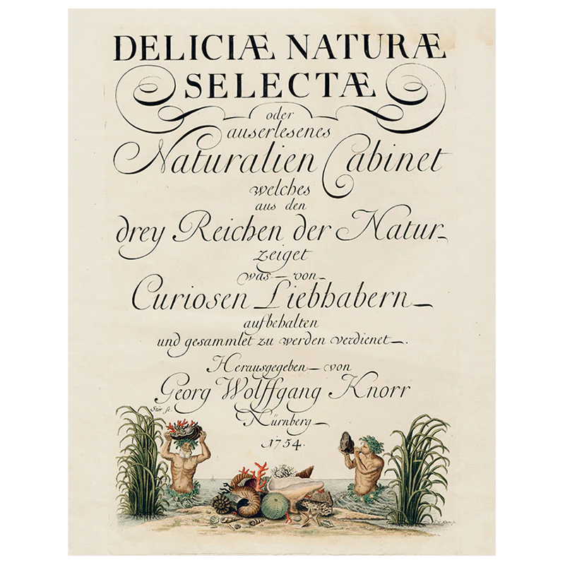 Shells, circa 1755 (p 158)