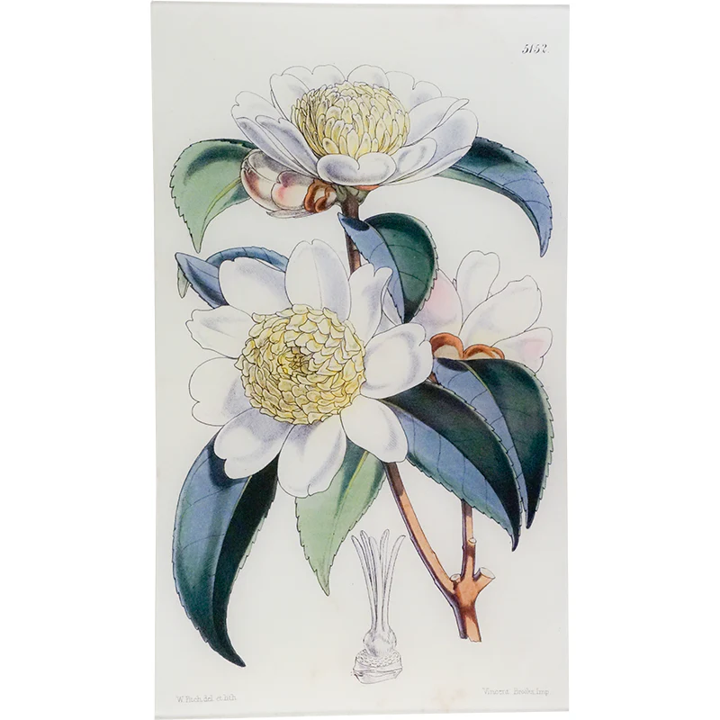 Camellia Sasanqua (William Curtis Botanicals)