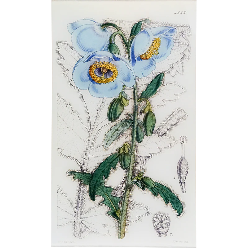 Meconopsis (William Curtis Botanicals)