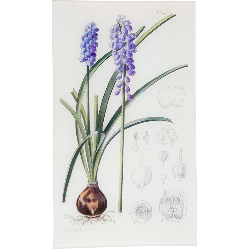 Muscari Armeniacum (William Curtis Botanicals)