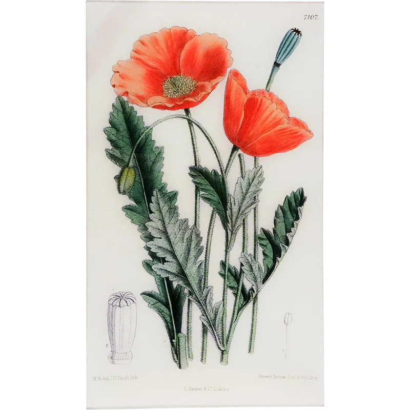 Papaver (William Curtis Botanicals)