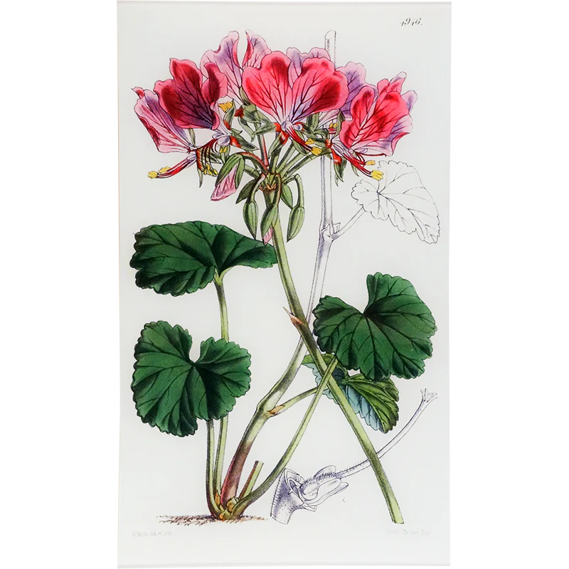 Pelargonium Endlicherianum (William Curtis Botanicals)
