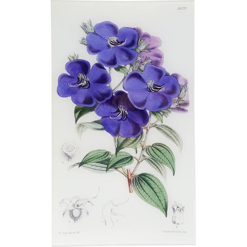 Pleroma (William Curtis Botanicals)