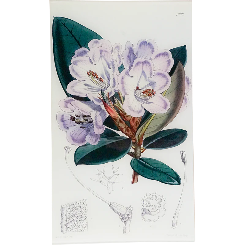 Rhododendron Componulation (William Curtis Botanicals)