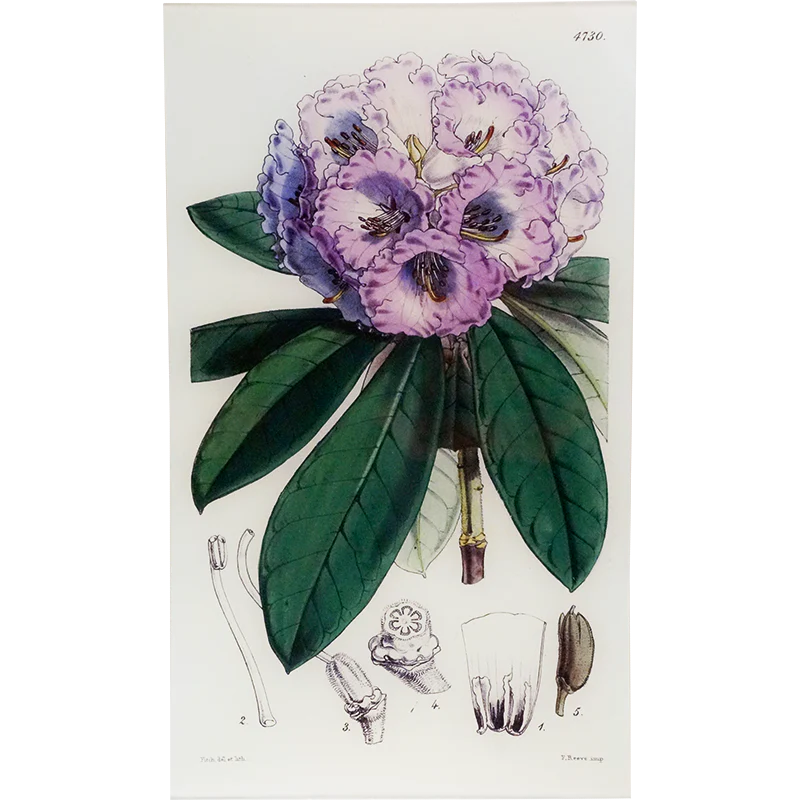 Rhododendron Niveum (William Curtis Botanicals)