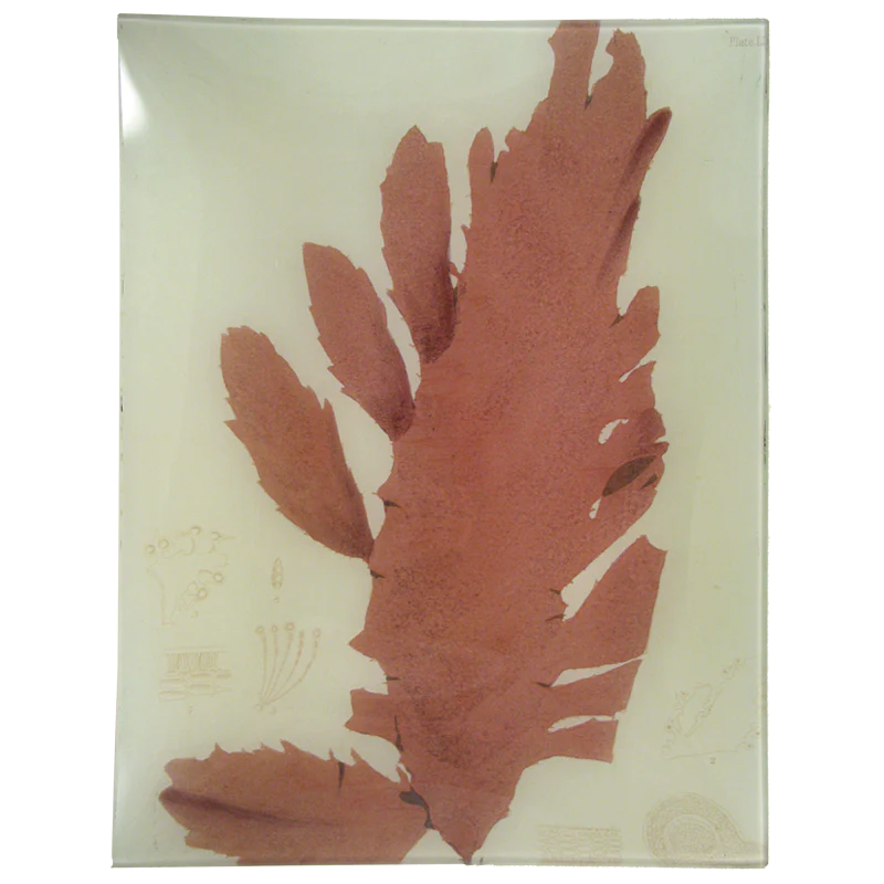#17 Seaweed (LII)