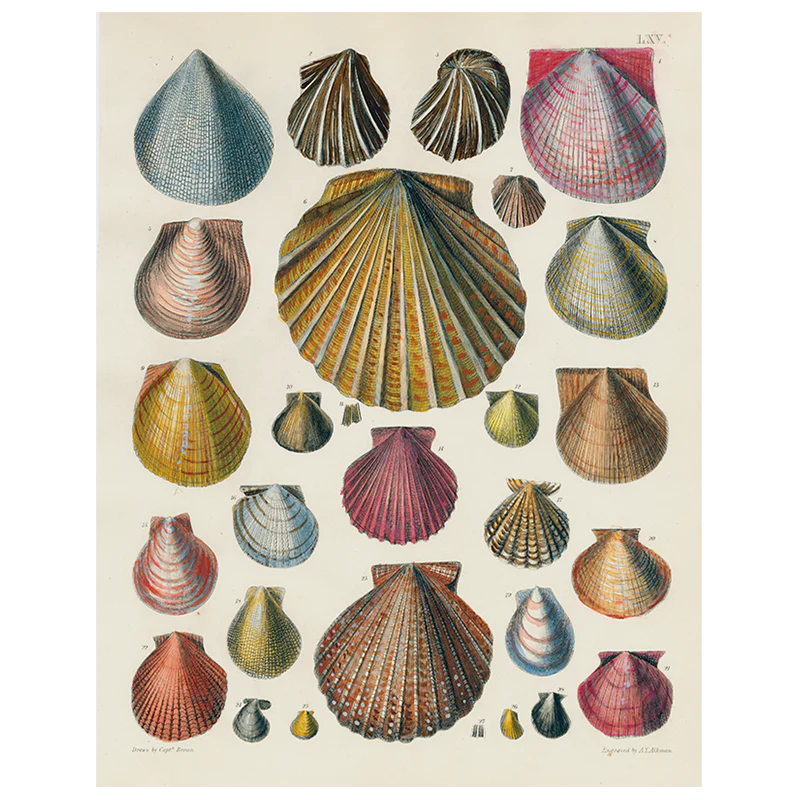Scallops LXV 65 (p 159)