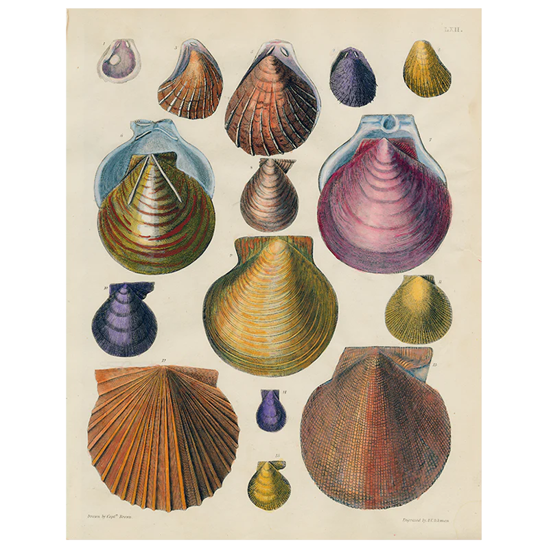 Scallops LXII 62 (p 160)