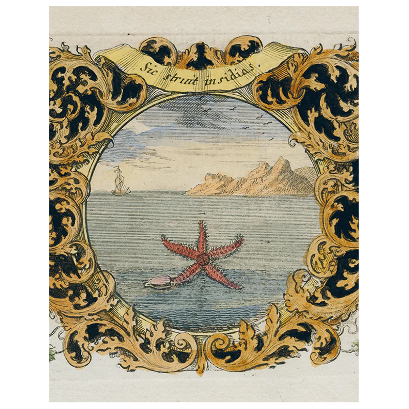 Starfish (by Day) (p 161)