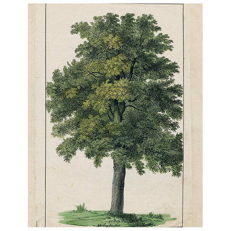 Green Tree (p 166)