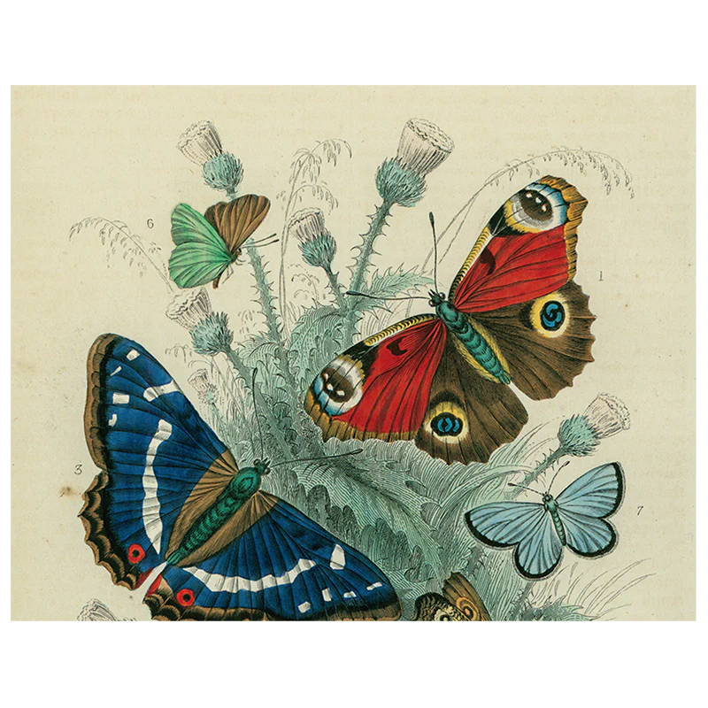 Butterfly - Dancing (p 167)