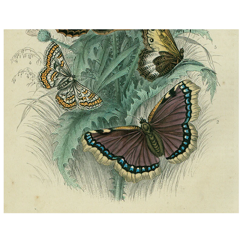 Butterfly - Dancing (p 168)