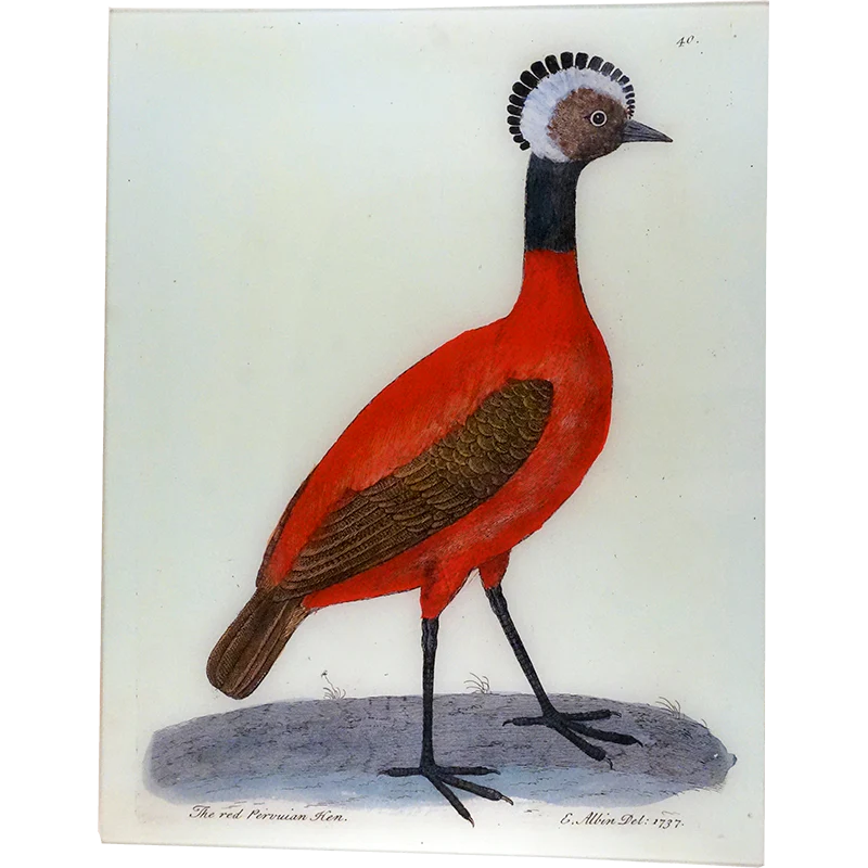 Peruvian Hen