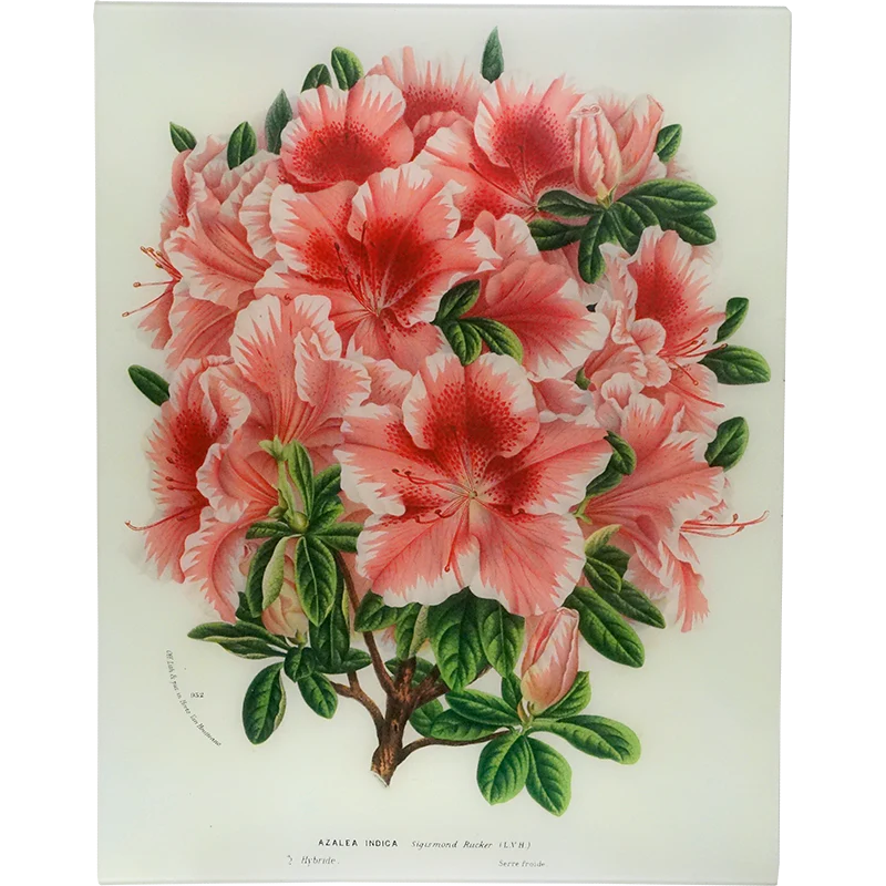Azalea Sigismond Rucker