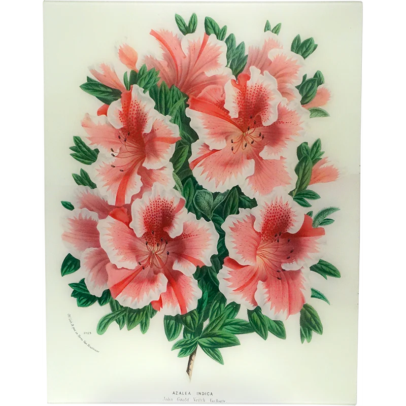 Azalea John G.V.