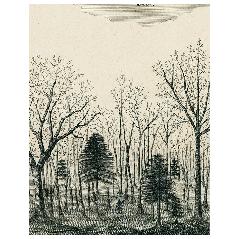 Bats in the Trees (p 170)