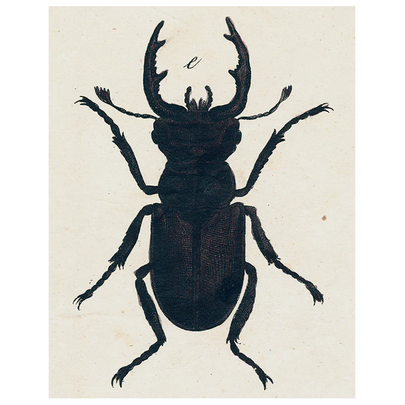 Insect Silhouette (p 171)