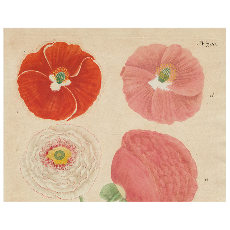 Papaver (Poppy) (p 179)