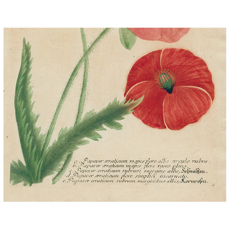 Papaver (Poppy) (p 180)