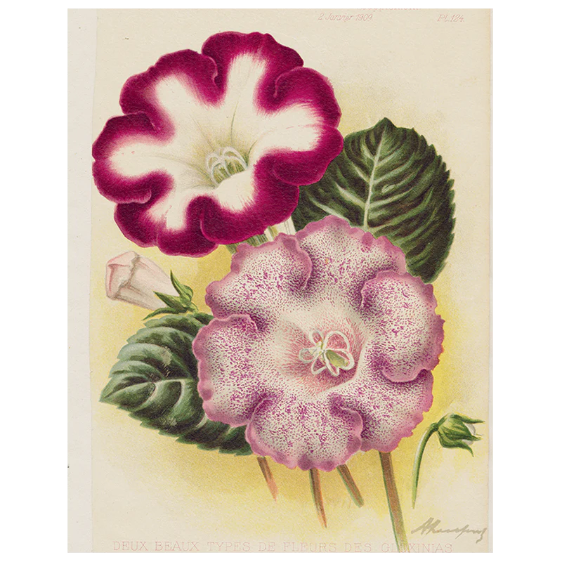 Gloxinia - Deux (p 183)