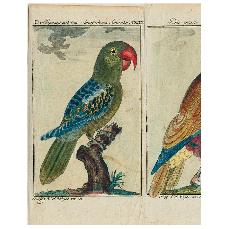 Parrots - #7, #2, #6 (p 185)