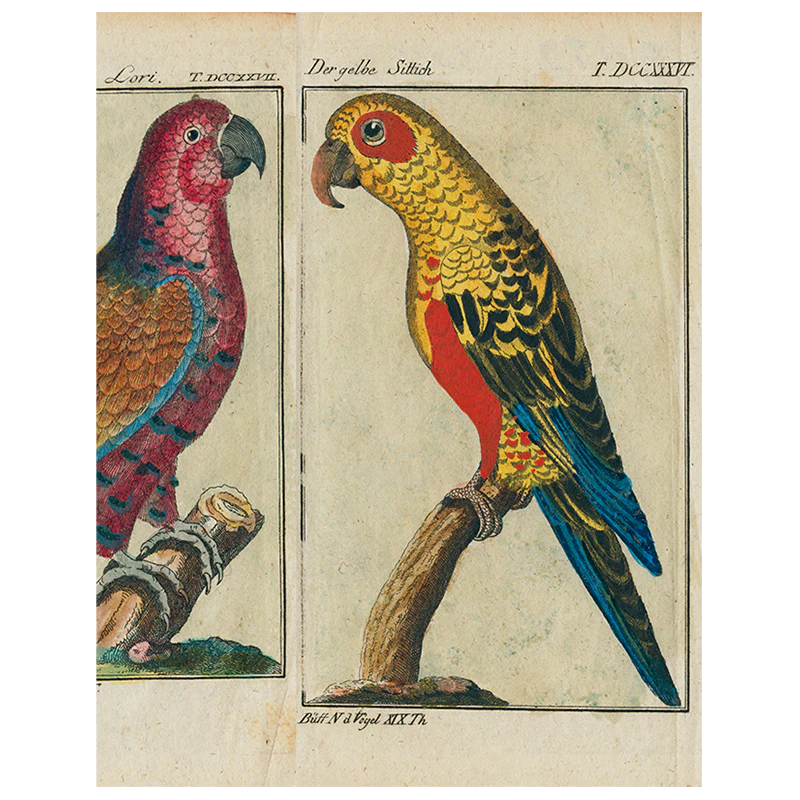 Parrots - #7, #2, #6 (p 186)
