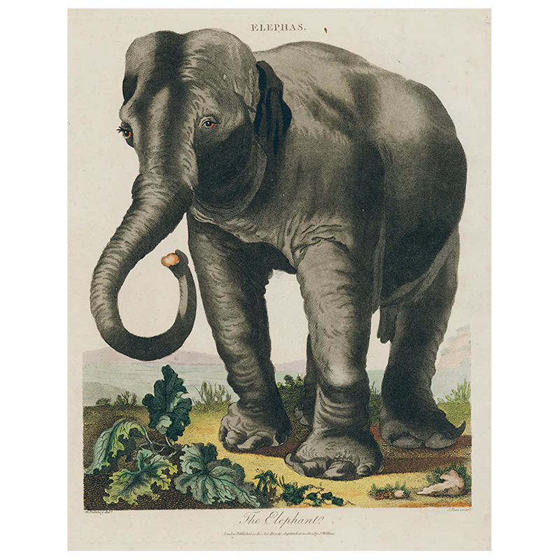 Elepha (p 188)