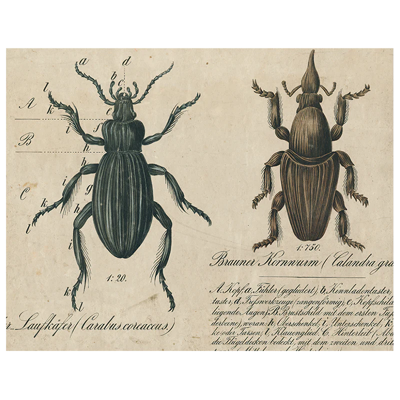 Black Beetle / Brown Insects (p 190)