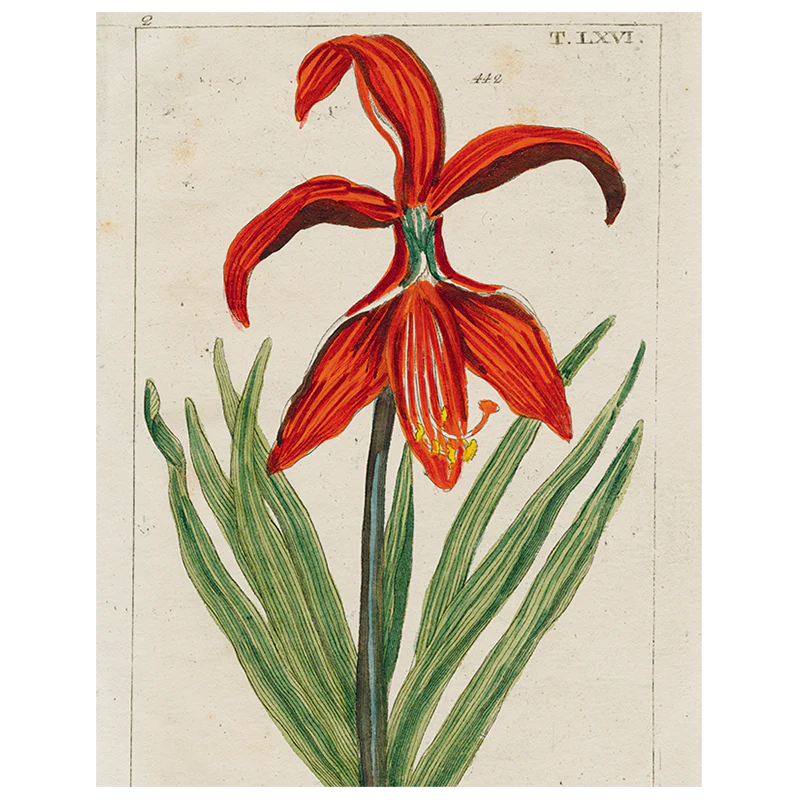 Daylily (p 193)