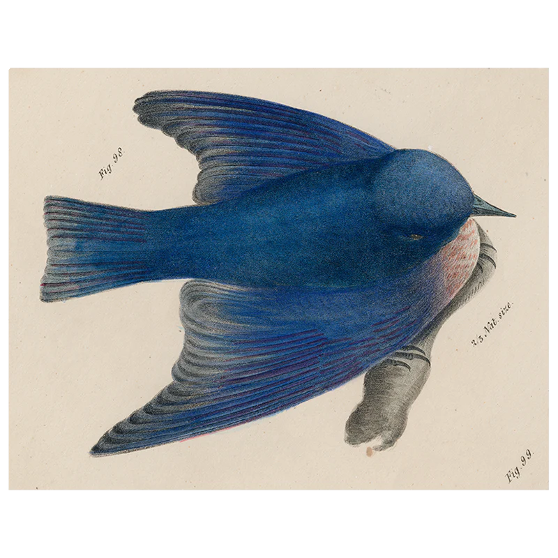 Pudgy Bluebird (p 194)