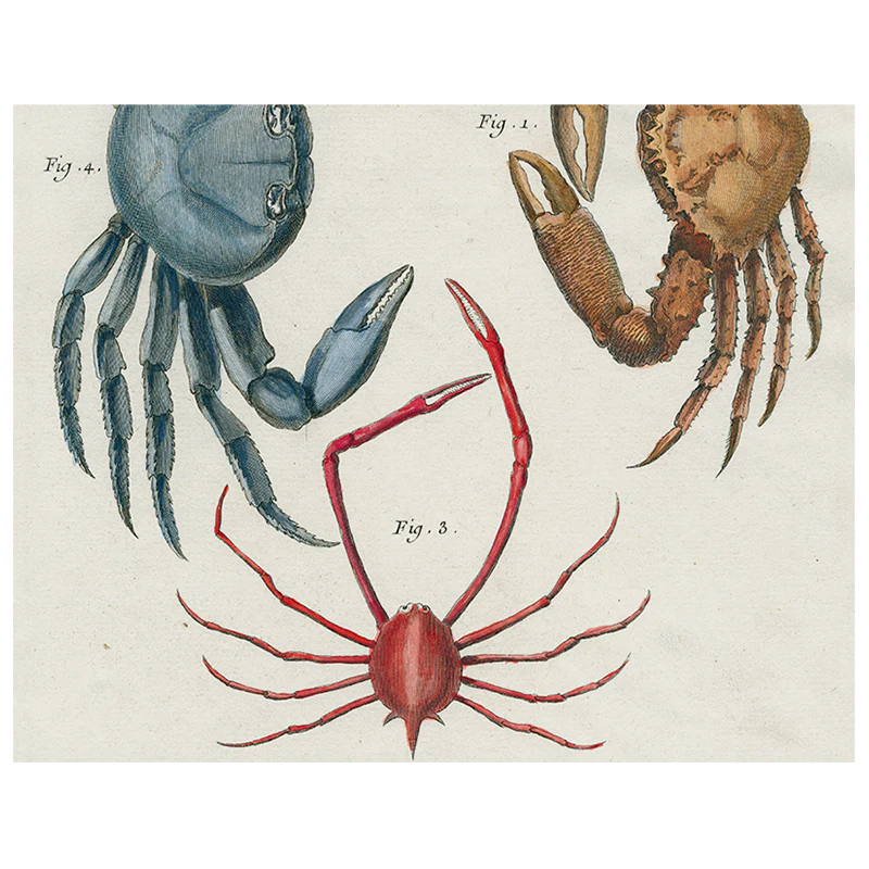 Crabs (p 196)
