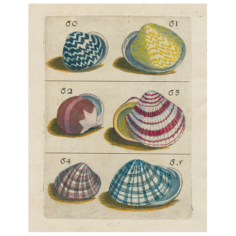 Shells #60 (p 197)