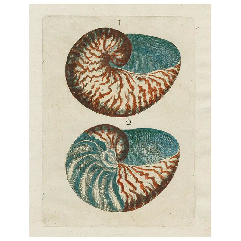Shells 1 (p 198)