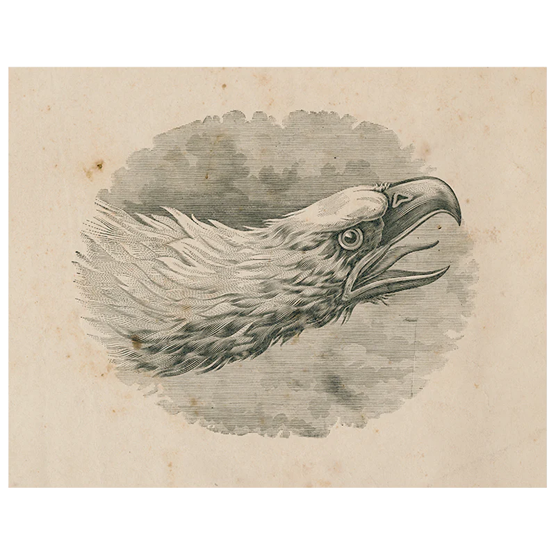 Eagle Portrait (p 206)